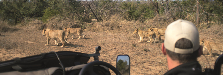 Open vehicle safari, Kruger Park, South Africa