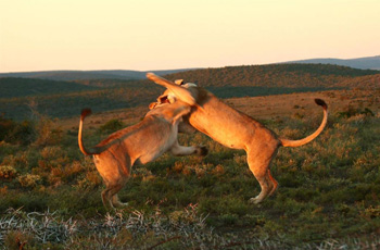 Lion are one of the iconic species that can seen on safari Kwandwe