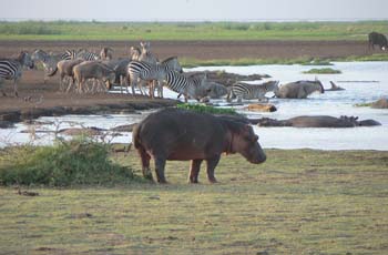 Hippo are one of the many wildlife species at Lake Manyara