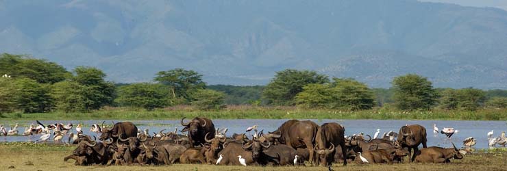 Buffalo, Lake Manyara, Tanzania