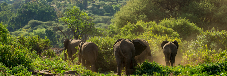 Elephants, Lake Manyara, Tanzania