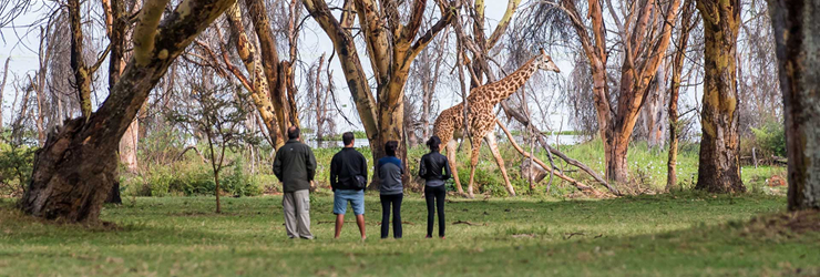 Giraffe on a walk, Lake Naivasha Sopa Lodge