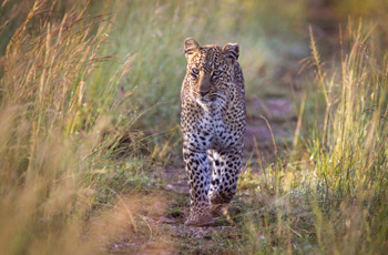 Leopard, the more elusive of the big 5