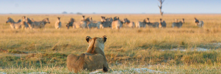 Lioness watching her prey - near Chobe Game Lodge, northern Botswana