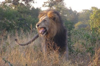 Lion are one of the Big 5 that can be seen at Thornybush