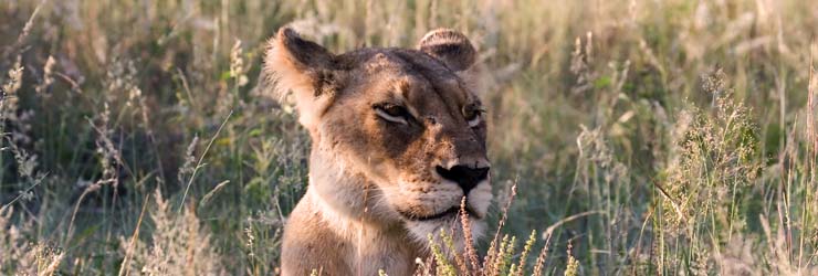 The Masai Mara is renowned for excellent lion sightings