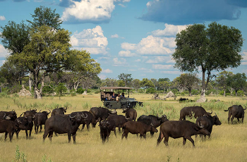 Little Vumbura is known for excellent lion & buffalo sightings