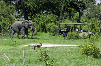 Game Drives are also an activity at Little Vumbura
