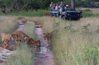 Pride of lion on game drive