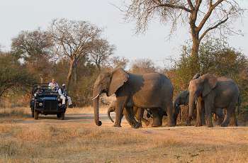 Herd of elephant, Sabie Sands Game Reserve, South Africa