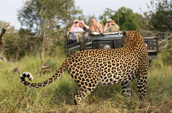 Some of the best leopard sightings can be seen in the Kruger area, this one at Mala Mala