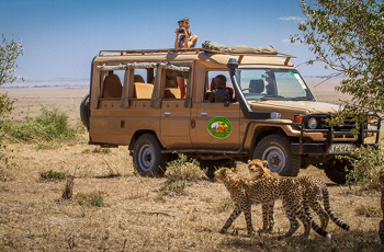 Cheetah sighting, Masai Mara, Kenya