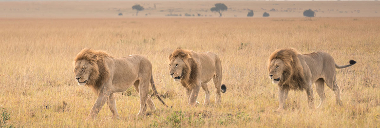 Male lions in the Masai Mara Game Reserve, Kenya