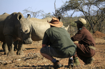 Game walks are also an option at Mkhaya Game Reserve