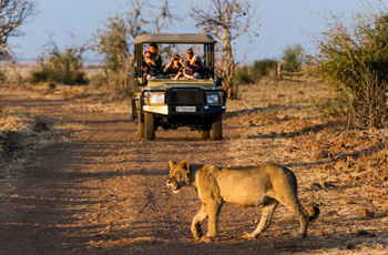 Lioness on game drive, Chobe National Park