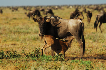 Wildebeest in Serengeti, near Mwiba Lodge