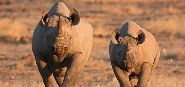 Etosha is one of the few areas where you can see black rhino