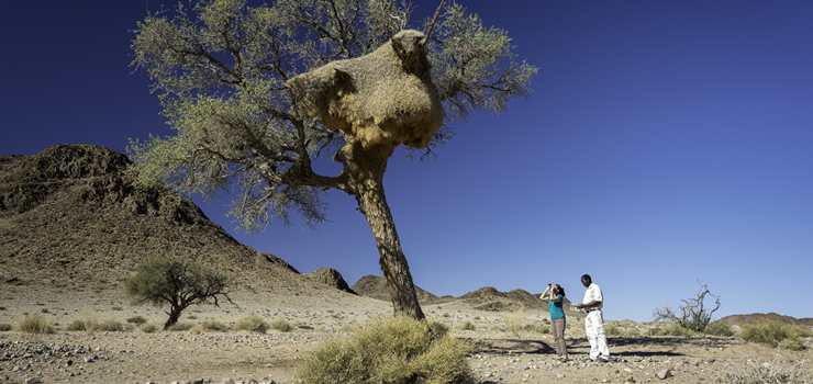 Social weaver nest in a tree, Sossusvlei, Namibia