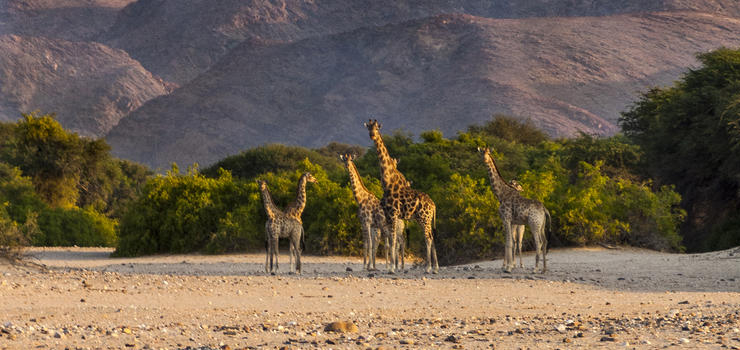 Giraffe, Kaokoveld, Nambia