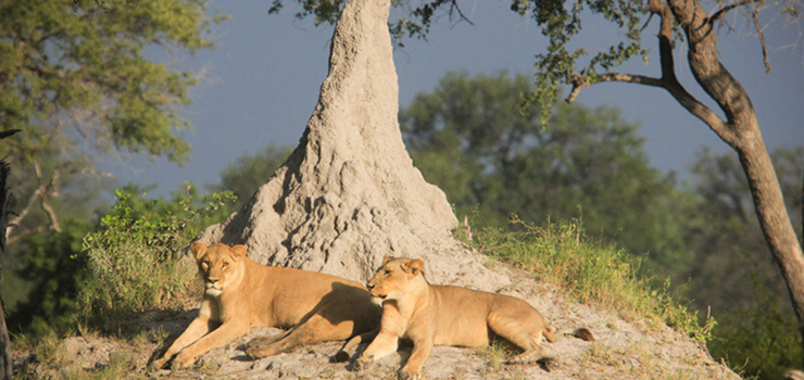 Lionesses seen near Nkasa Lupala, Caprivi Strip, Namibia