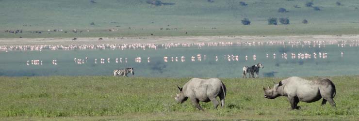 Ngorongoro Crater is known for excellent all round game viewing