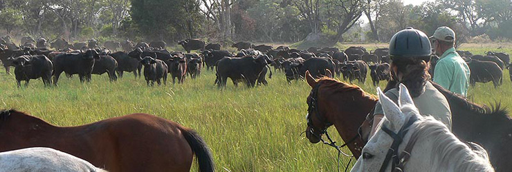 Viewing buffalo from horseback - Okavango Horseback Safaris, Botswana