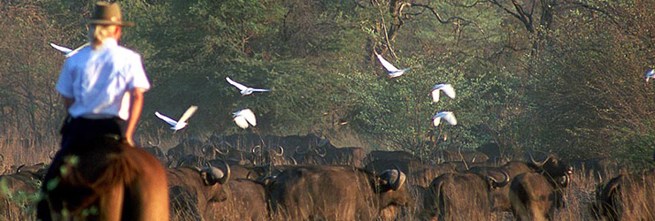 Okavango Horseback Safaris, Botswana