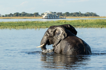 Elephant, Chobe River