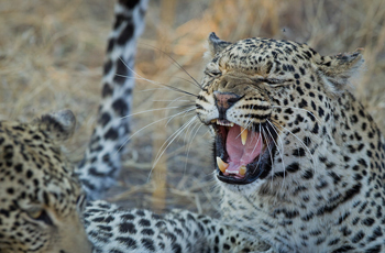 Leopard, Chobe National Park