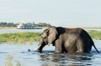 Some of the best elephant sightings are seen from boat based safaris