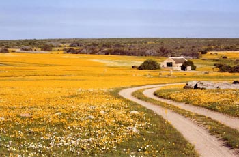 Papkuilsfontein wildflowers, South Africa