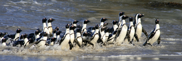 African penguins on Boulders Beach, near Cape Town