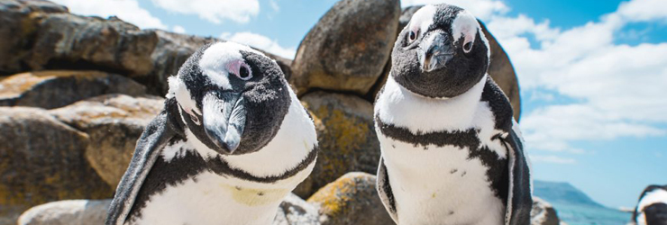 African penguins, Boulders Beach, South Africa