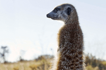 The Curious, the Cute and the Cunning .. the meerkats