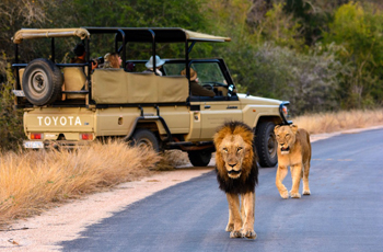 On safari, Rhino Post Safari Lodge, Kruger Park