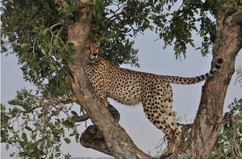Cheetah in a tree, Rhino Post Safari Lodge