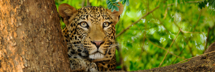 Leopard are among the big predators in the Lower Zambezi Valley, Zambia