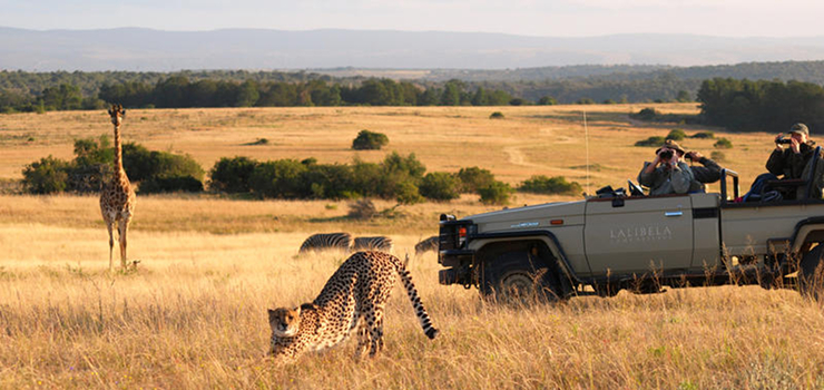 The big 5, as well as cheetah can be seen in the Eastern Cape