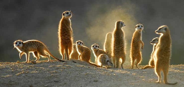 Suricates are just some of the Karoo's fascinating creatures