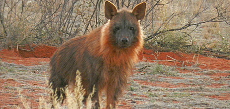 Brown hyena, another rare inhabitant of this arid area