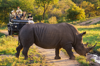 Adjoing the west edge of the Kruger Park lies most of the famous private reserves