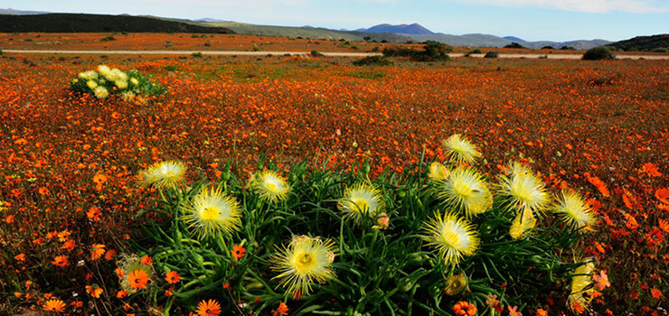 Namaqualand, South Africa