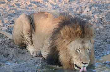 Lion drinking, Thornybush Game Reserve