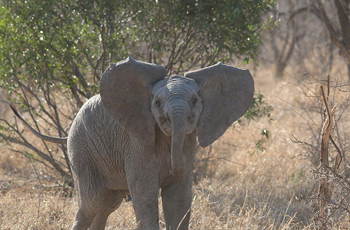 Breeding herds of elephant can be encountered at Saseka