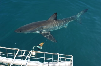 White shark, Gaansbaai, South Africa