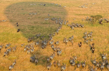 Balloon Safari in the Serengeti, Tanzania
