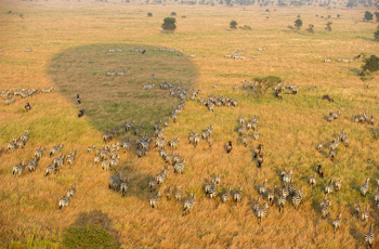 Hot Air Balloon Flight over Serengeti