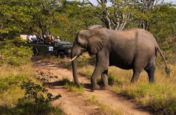 On safari at Shindzela Tented Safari Camp