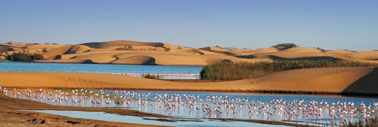 Flamingoes near Walvis Bay, Namibia, Shongololo Express