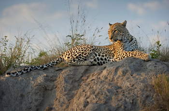 Leopard sightings in the Sabie Sands Game Reserve are world famous